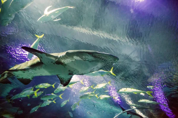 Haai in het oceanarium — Stockfoto