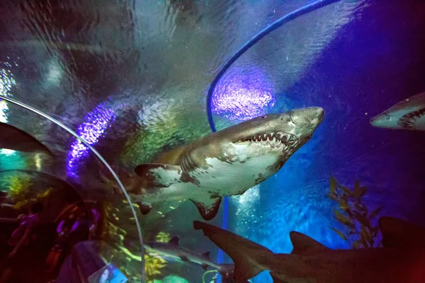 Haai in het oceanarium — Stockfoto