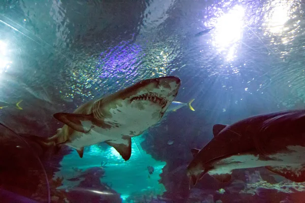 Καρχαρίας στο το oceanarium — Φωτογραφία Αρχείου