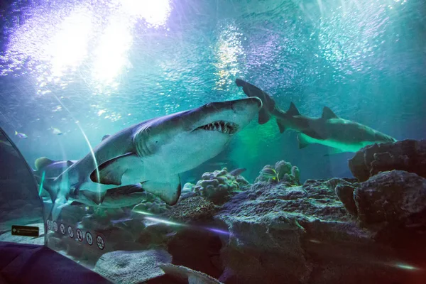 Καρχαρίας στο το oceanarium — Φωτογραφία Αρχείου
