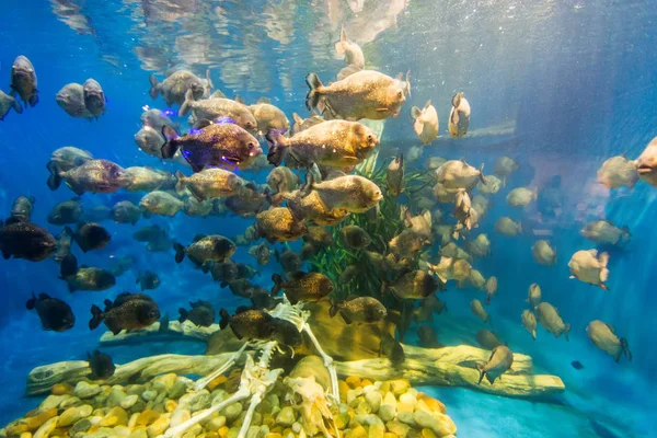 Piranha vissen zwemmen rond menselijk skelet in grote aquarium — Stockfoto
