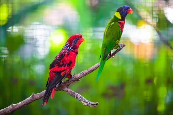 Loro en el parque de aves —  Fotos de Stock