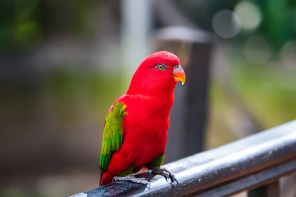 Loro en el parque de aves —  Fotos de Stock