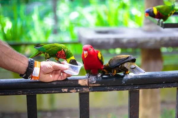 Mann füttert Papagei im Vogelpark — Stockfoto