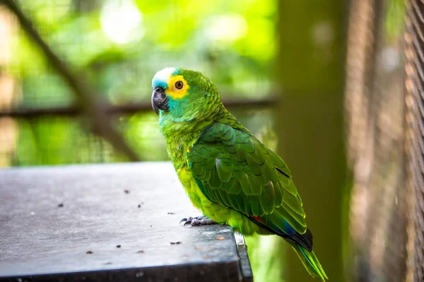 Papagei im Vogelpark — Stockfoto