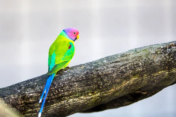 Loro en el parque de aves —  Fotos de Stock