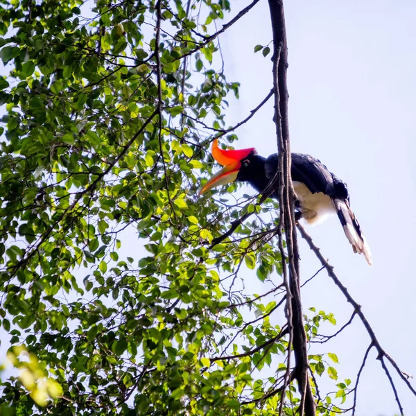Hornbill en el parque de aves —  Fotos de Stock