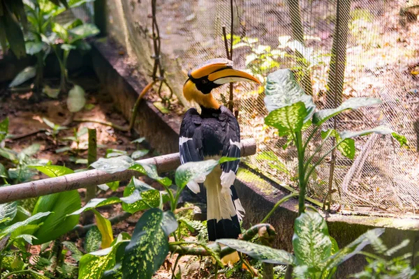 Hornbill no parque das aves — Fotografia de Stock