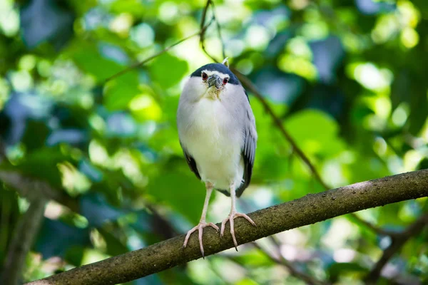 Vogel im Zoo — Stockfoto