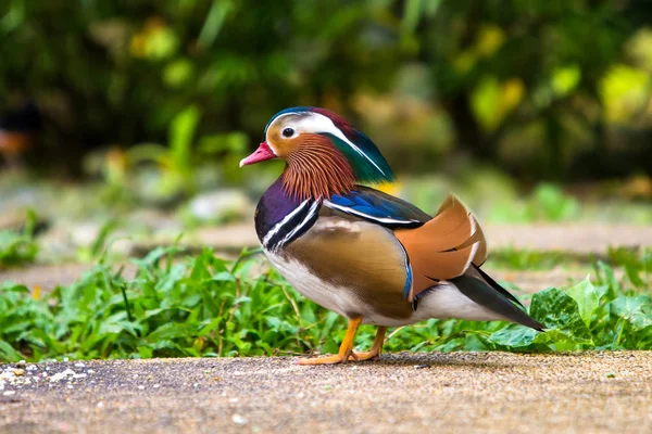 Mandarinand i fågelparken — Stockfoto