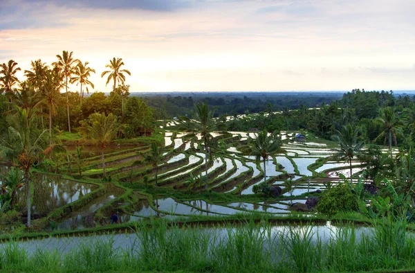 Знаменитий Jatiluwih рисові тераси на Балі при сходом сонця, Індонезія — стокове фото