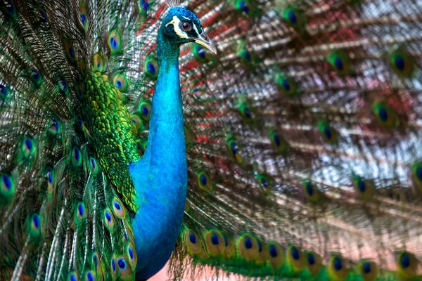 Pfau im Vogelpark — Stockfoto