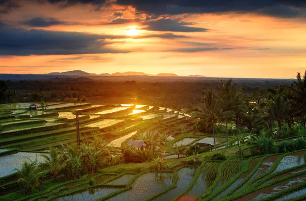 Famosos terraços de arroz Jatiluwih em Bali durante o nascer do sol, Indonésia — Fotografia de Stock