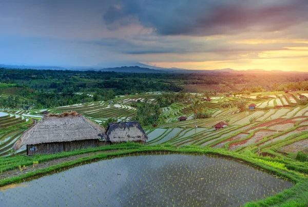 Famosos terraços de arroz Jatiluwih em Bali durante o nascer do sol, Indonésia — Fotografia de Stock