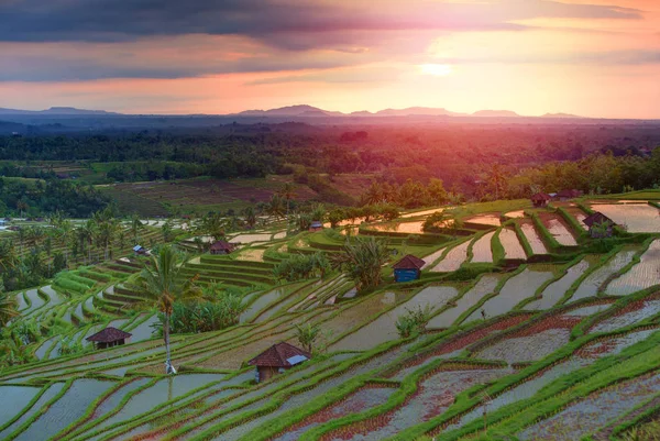 Beroemde Jatiluwih Rice terraces op Bali tijdens zonsopgang, Indonesië — Stockfoto