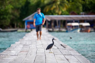 Pulau Kri adasının iskelesindeki adam, Raja Ampat Regence, Indones