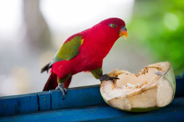 Papagei frisst Kokosnuss auf der Insel Aborek, raja ampat, Indonesien — Stockfoto