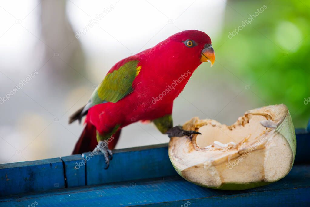 Parrot eats coconut at the Aborek island, Raja Ampat, Indonesia
