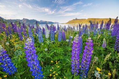 Norveç 'in yeşil resimsi manzarası