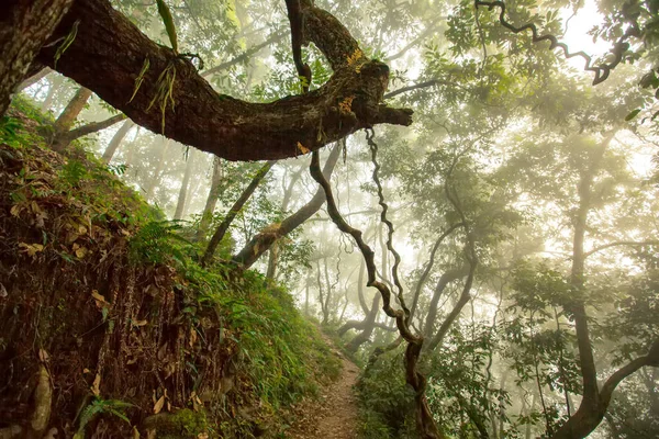 Fabulosa Selva Niebla —  Fotos de Stock
