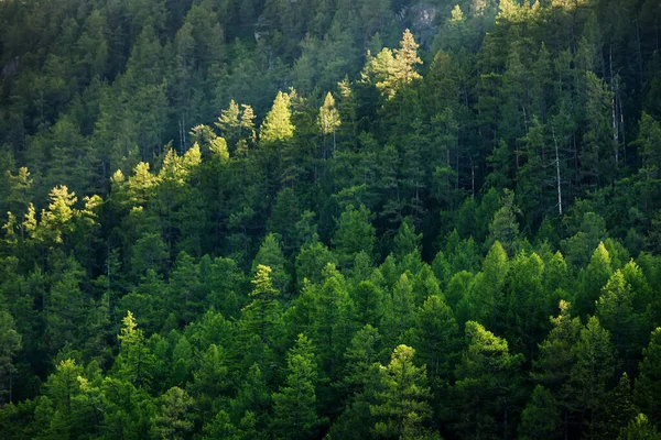 Gyönyörű Tűlevelű Erdő Ködben — Stock Fotó