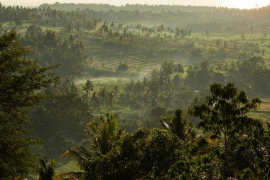 Sisin içindeki güzel tropik orman