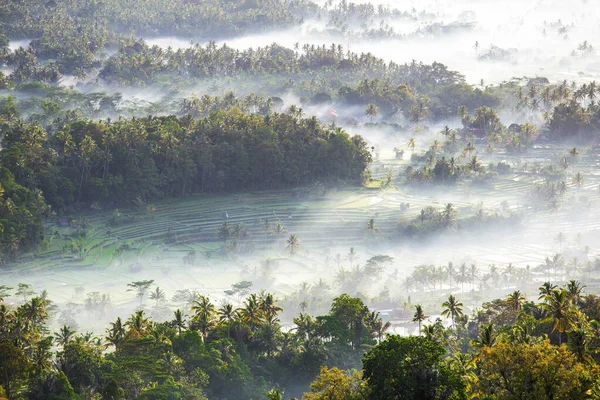 Hermoso Bosque Tropical Niebla — Foto de Stock