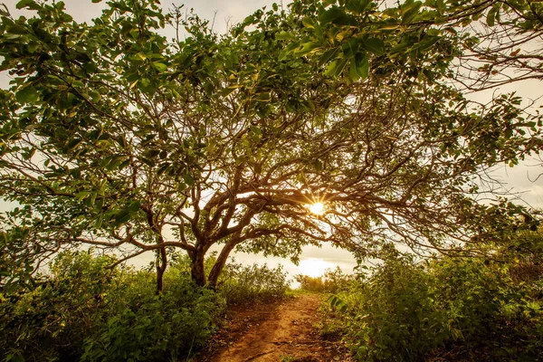 Grand Arbre Magnifique Coucher Soleil — Photo