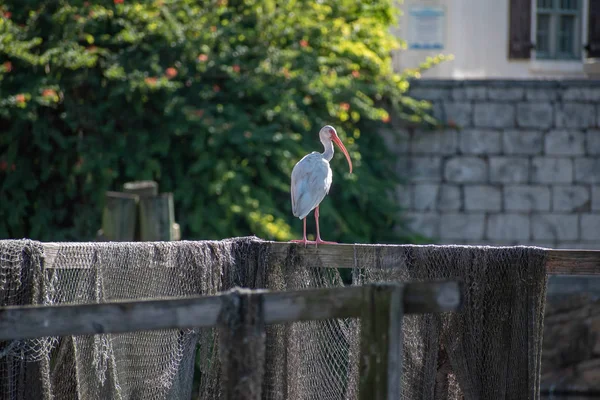 Orlando Florida Října2019 Pěkný Pták Seaworld — Stock fotografie