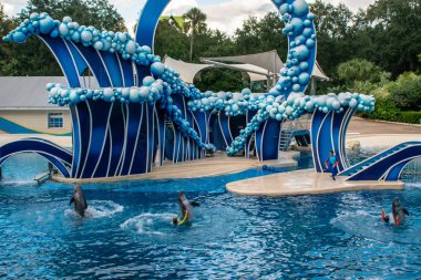 Orlando, Florida. Kasım 06, 2019. Yunuslar Seaworld 'de eğitmenlerle dans eder (2)