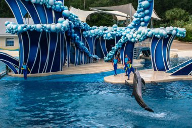 Orlando, Florida. Kasım 06, 2019. Yunuslar Seaworld 'de Yunus Günleri Gösterisinde Zıplıyorlar (7).