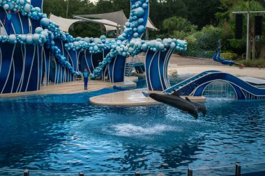 Orlando, Florida. Kasım 06, 2019. Seaworld 'de yunusa atlayan antrenör (5)).