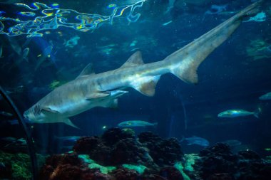 Orlando, Florida. Kasım 06, 2019. Seaworld 'de büyük köpekbalığı