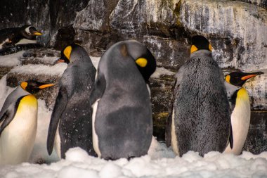 Orlando, Florida. Kasım 06, 2019. Deniz Dünyası 2 'deki Antarktika bölgesinde İmparator penguenleri.