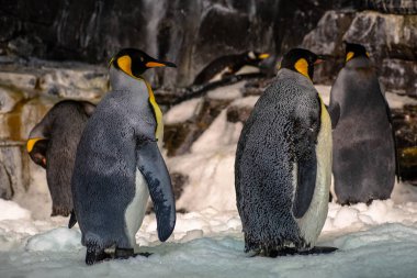 Orlando, Florida. Kasım 06, 2019. Antarktika bölgesinde İmparator penguenler Seaworld 15 'te