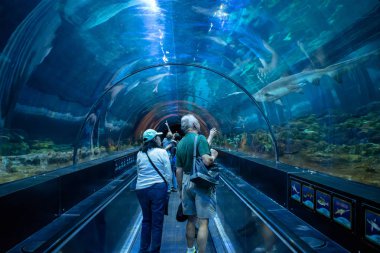 Orlando, Florida. Kasım 06, 2019. İnsanlar Seaworld 3 'te köpekbalığı ile karşılaşmanın keyfini çıkarıyorlar.