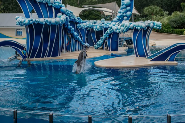 Orlando Florida Noviembre 2019 Delfines Saltando Dolphin Days Show Seaworld — Foto de Stock