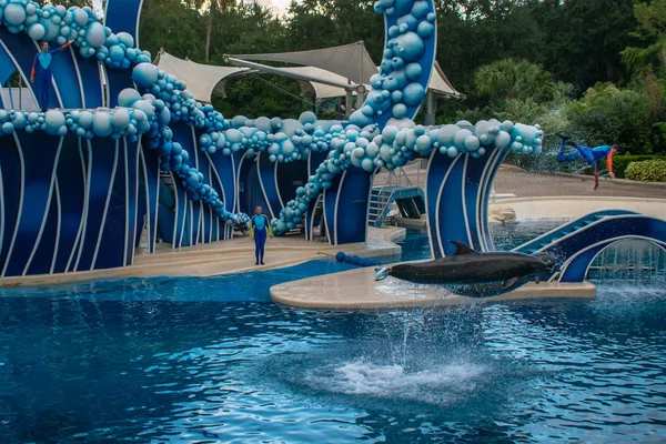 Orlando Florida Noviembre 2019 Entrenador Saltando Sobre Delfín Seaworld — Foto de Stock