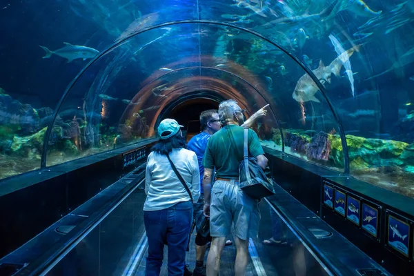 Орландо Флорида Листопада 2019 Люди Які Насолоджуються Тунелем Знайомств Акулами — стокове фото
