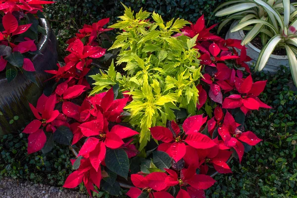 Orlando Florida November 2019 Beautiful Holidays Plants Seaworld Christmas Celebration — Stock Photo, Image