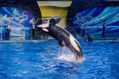 Orlando, Florida. 16 Kasım 2019. Katil balina Seaworld 'deki Mucize Şov' a atlıyor (17).
