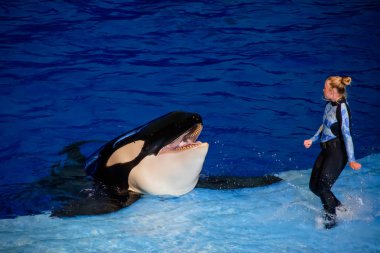 Orlando, Florida. 16 Kasım 2019. Seaworld 'deki Mucize Şov' da katil balinayla etkileşim halinde olan eğitmen kadın (12)).