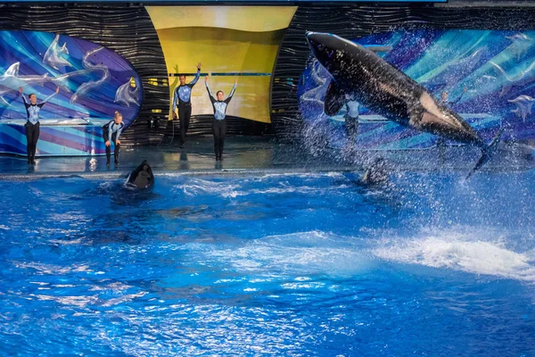 Orlando Florida November 2019 Killer Whale Jumping Miracle Show Seaworld — Stock Photo, Image