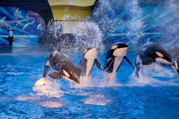 Orlando Florida November 2019 Killer Whales Jumping Miracles Show Seaworld — Stock Photo, Image