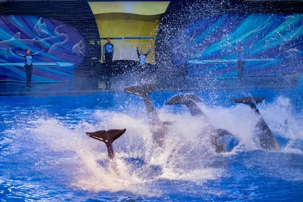 Orlando Florida Listopadu2019 Killer Whales Jumping Miracles Show Seaworld — Stock fotografie