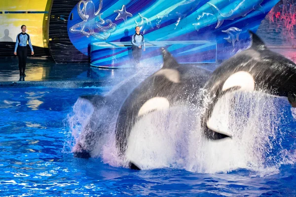 Orlando Florida November 2019 Killer Whales Jumping Miracles Show Seaworld — Stock Photo, Image