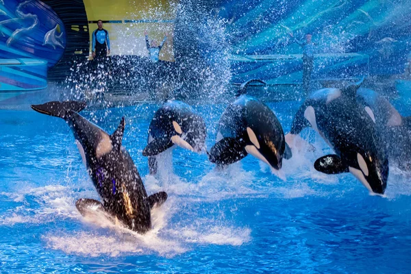 Orlando Florida Noviembre 2019 Ballenas Asesinas Saltando Espectáculo Milagros Seaworld — Foto de Stock