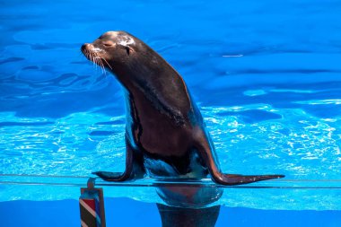 Orlando, Florida. 7 Aralık 2019. Seaworld 'de güzel bir mevsim (128).