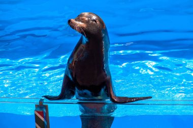 Orlando, Florida. 7 Aralık 2019. Seaworld 'de güzel bir mevsim (127).