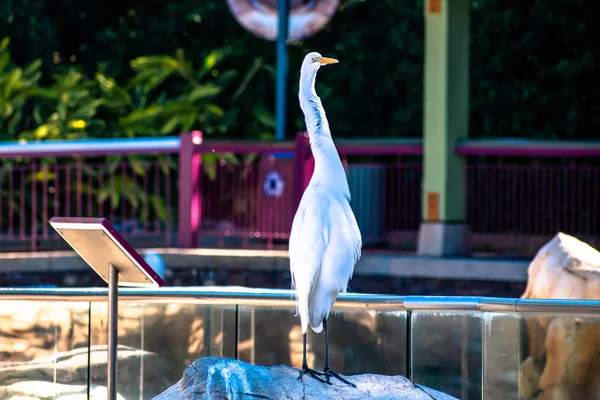Orlando Florida December 2019 Nice Bird Seaworld 143 — Stock Photo, Image